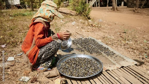 Asian clams are salted and mixed with chili being sun dried on an old piece of iron sheet before offered for sale  photo