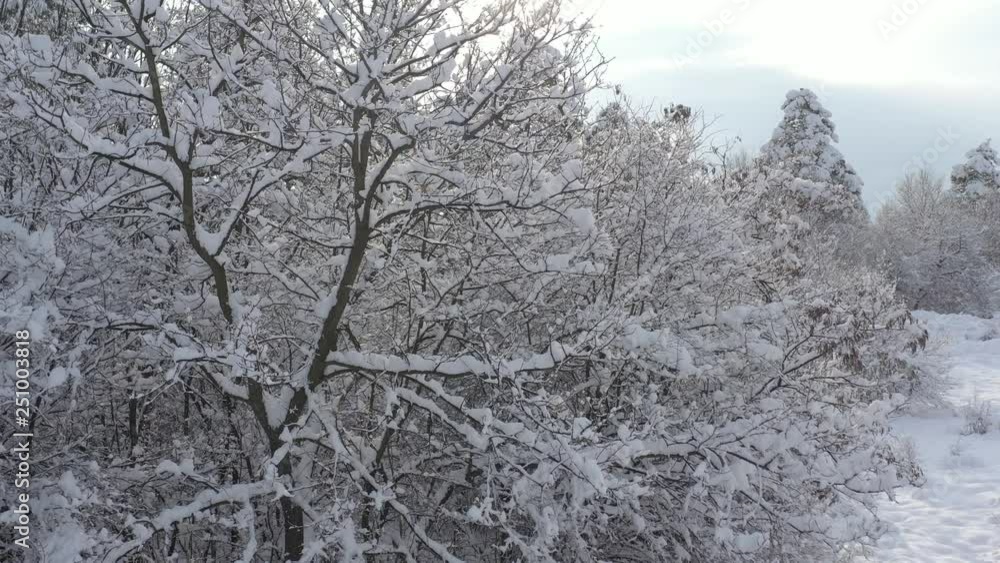 White branches of trees by winter 4K drone video White branches of trees by winter 4K drone video