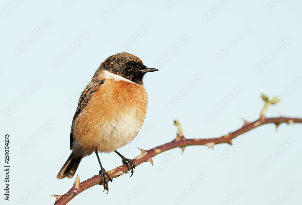 European stonechat perching on a twig European stonechat perching on a twig