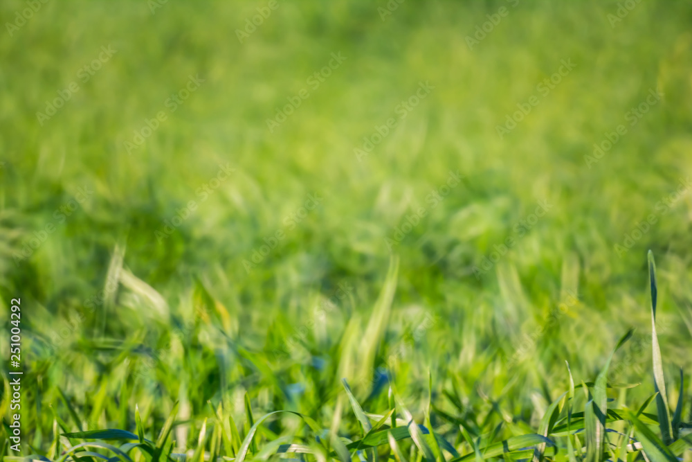 nature background, closeup green rural field nature background, closeup green rural field