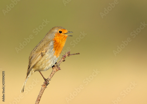 Portrait of European Robin singing in spring