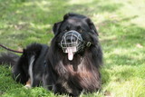 Langhaariger schwarzer Hund mit Maulkorb