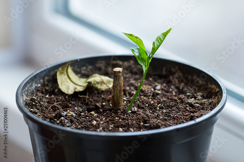concept of new life. old stump and a small green sprout in a pot.