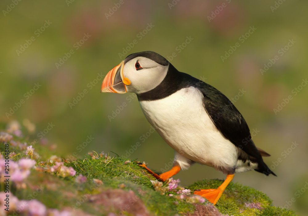 Naklejka premium Atlantic puffin against colorful background in summer
