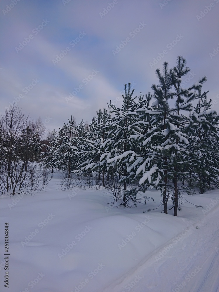 Obraz premium winter trees in the snow