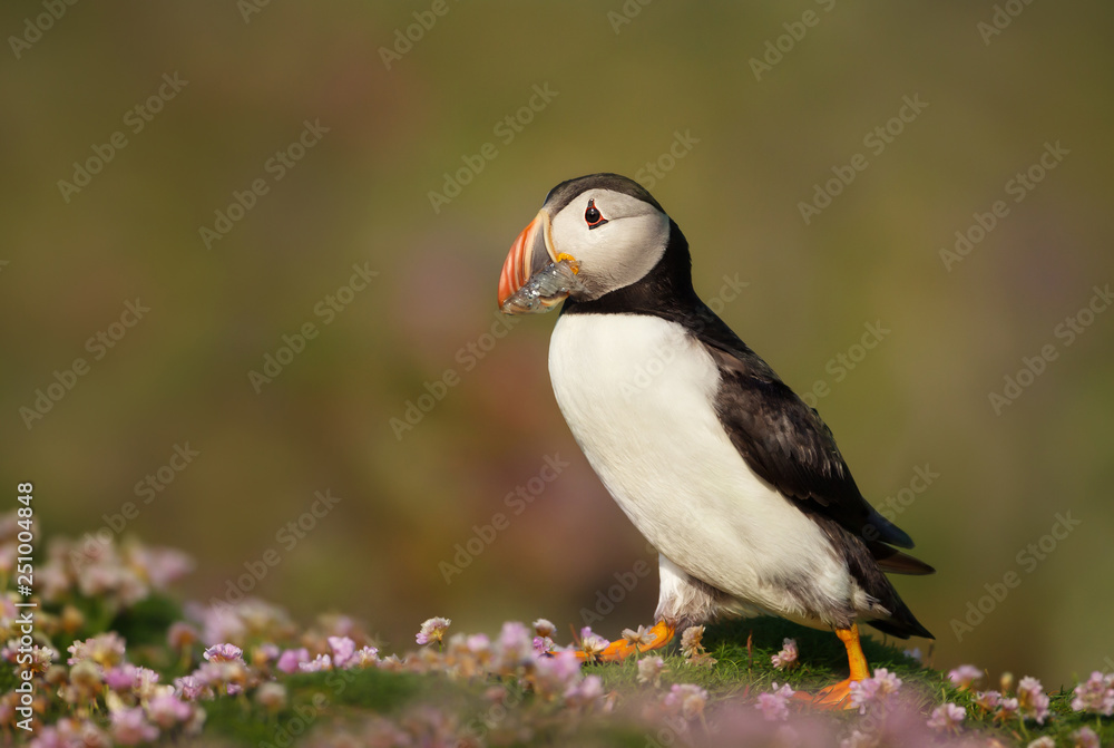 Atlantic puffin standing in thrift against green background Atlantic puffin standing in thrift against green background