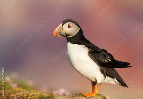 Atlantic puffin against colorful background in summer © giedriius