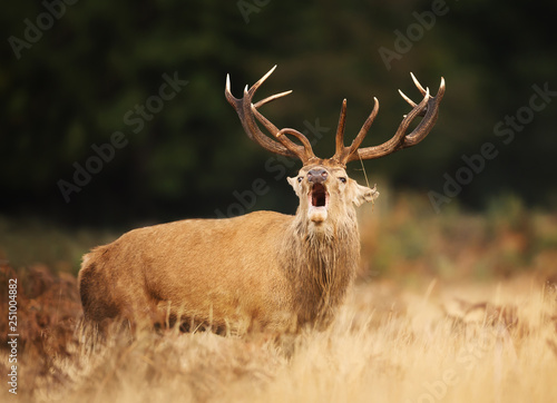 Red deer stag calling during rutting season