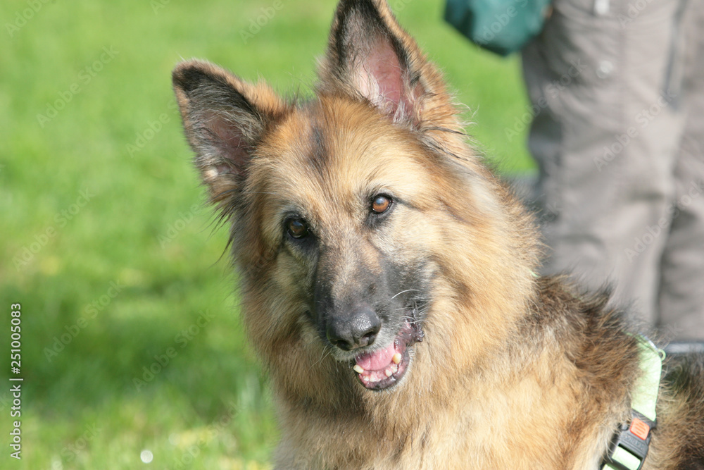Kopf eines langhaarigen Schäferhundes Kopf eines langhaarigen Schäferhundes