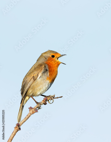 European Robin singing against clear blue background © giedriius