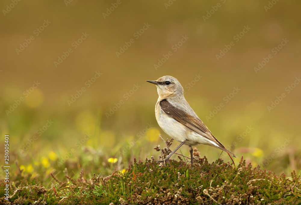 Fototapeta premium Northern wheatear in the meadow against colorful background