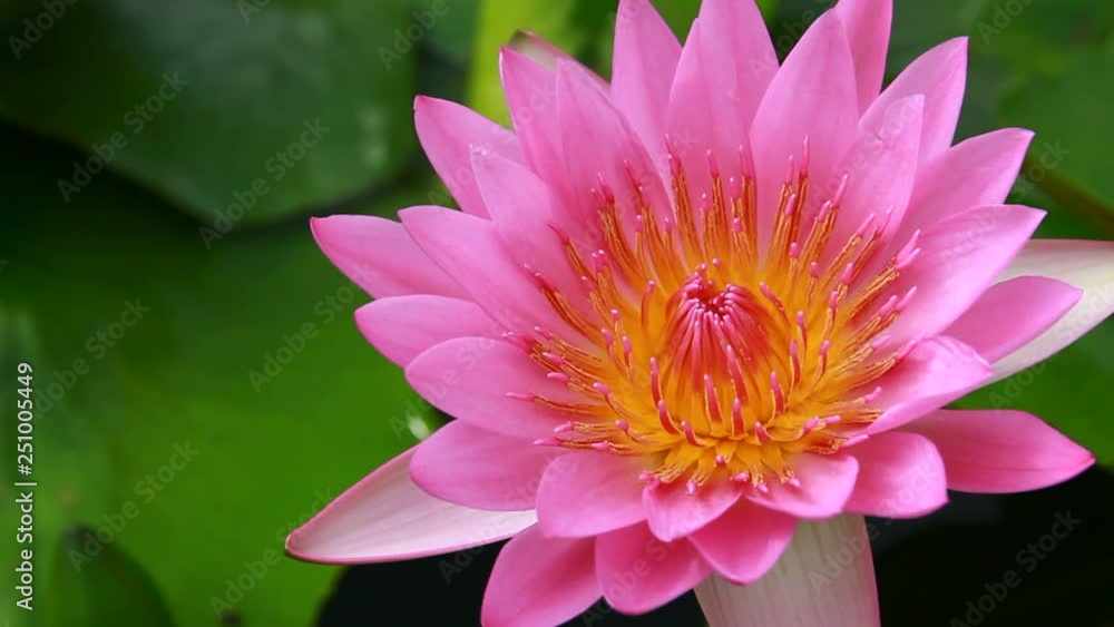 pink lotus close up in nature, right composition pink lotus close up in nature, right composition