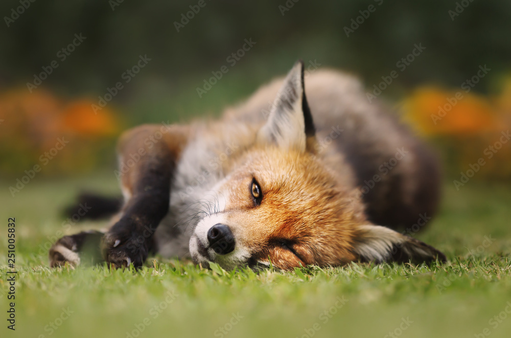 Close up of a Red fox lying on the grass - obrazy, fototapety, plakaty 