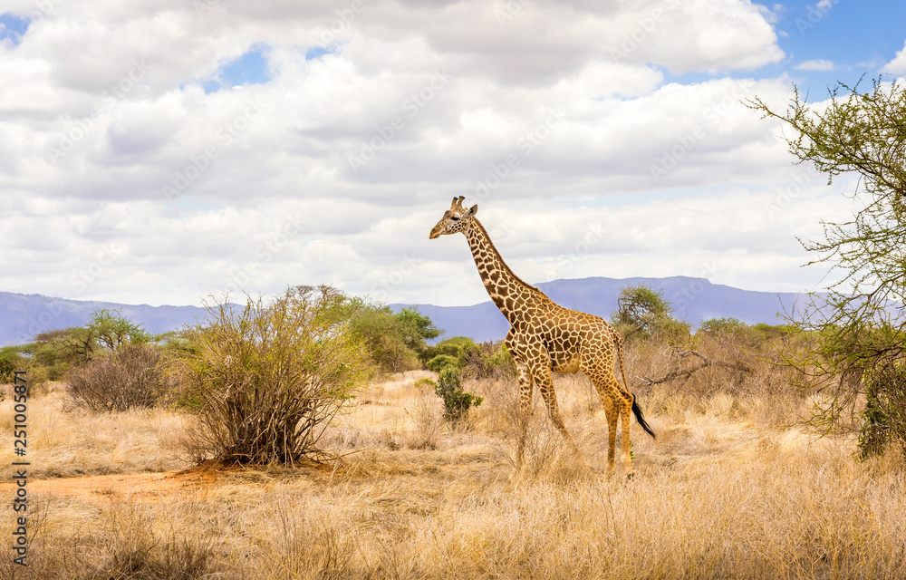 Fototapeta premium African giraffe in Kenya