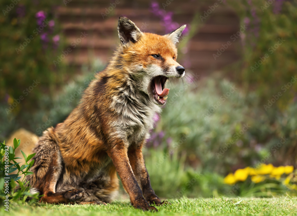 Close up of a Red fox yawning