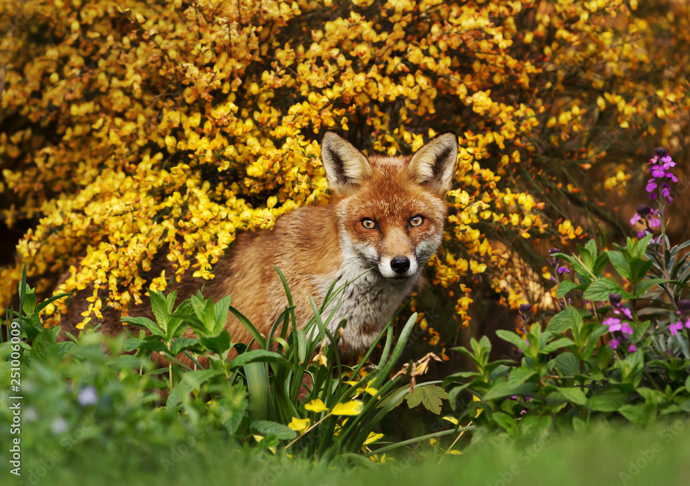 Obraz premium Red fox in front of yellow flowering scrub
