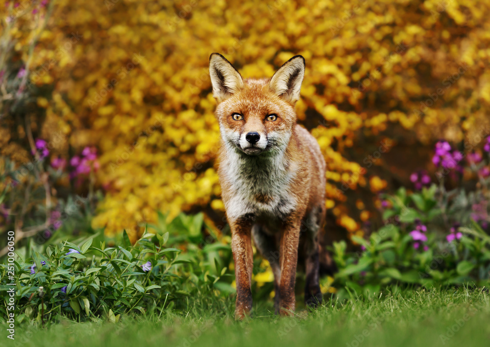 Fototapeta premium Red fox standing in front of yellow flowering scrub