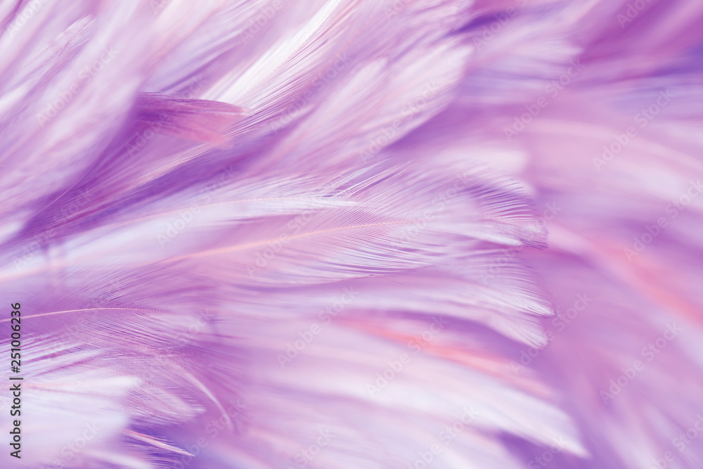 Purple chicken feathers in soft and blur style for background Purple chicken feathers in soft and blur style for background