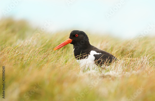 Close up of Eurasian Oystercatcher in grass photo