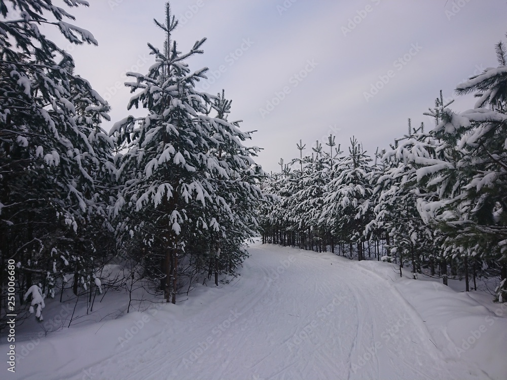 Obraz premium trees in the snow