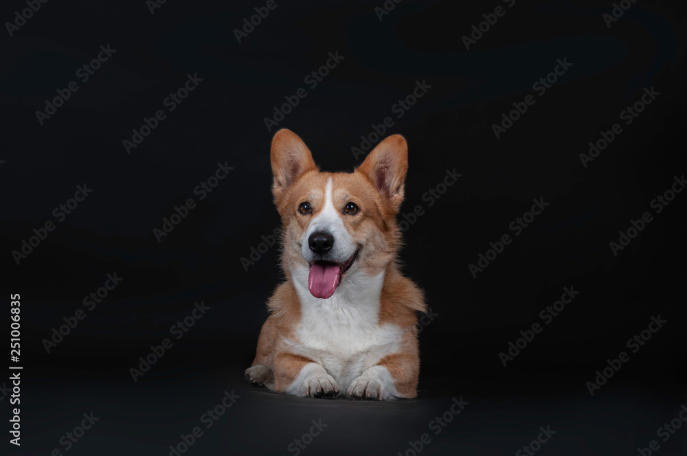 Portrait of cute dog welsh korgi pembroke in studio isolated on black background