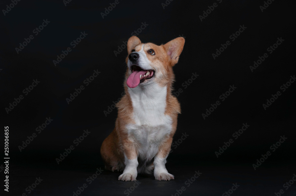 dog welsh korgi pembroke in a studio isolated on a black background dog welsh korgi pembroke in a studio isolated on a black background