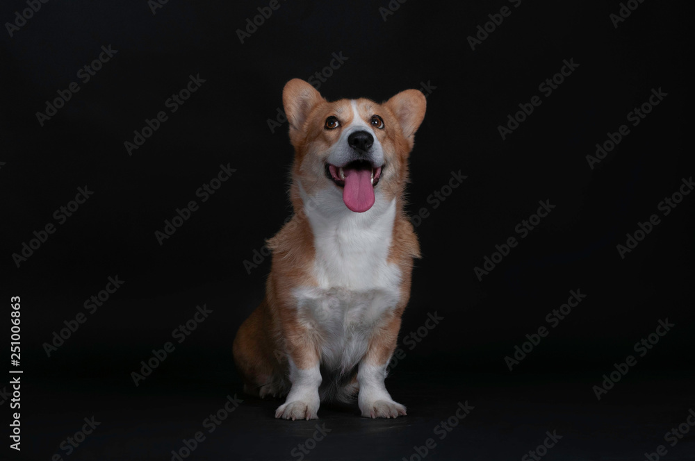 dog welsh korgi pembroke in a studio isolated on a black background