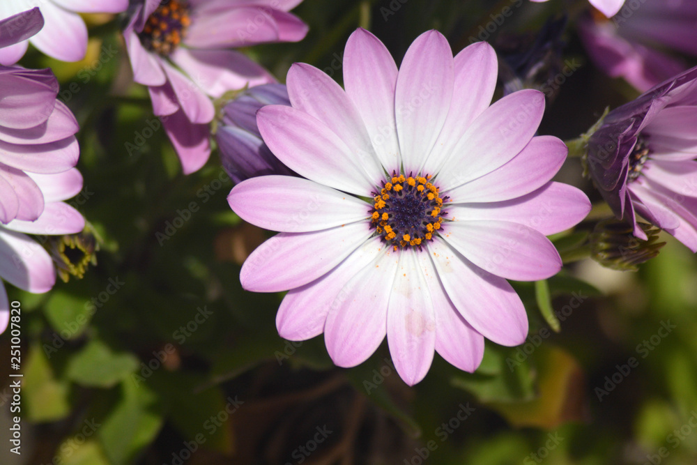 Obraz premium Flower in tuscany