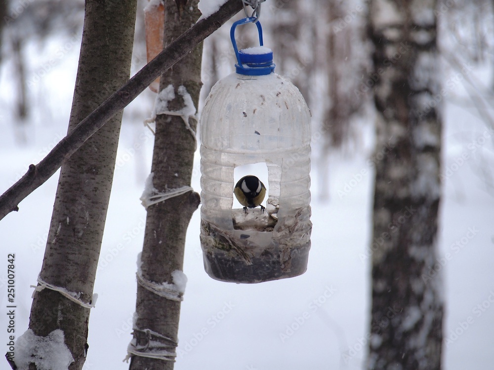 The titmouse feeds in a feeder made of a transparent plastic bottle.