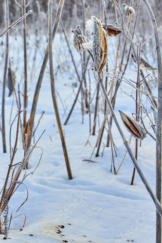 Wallpaper Mural winter city and plants at sunrise Torontodigital.ca