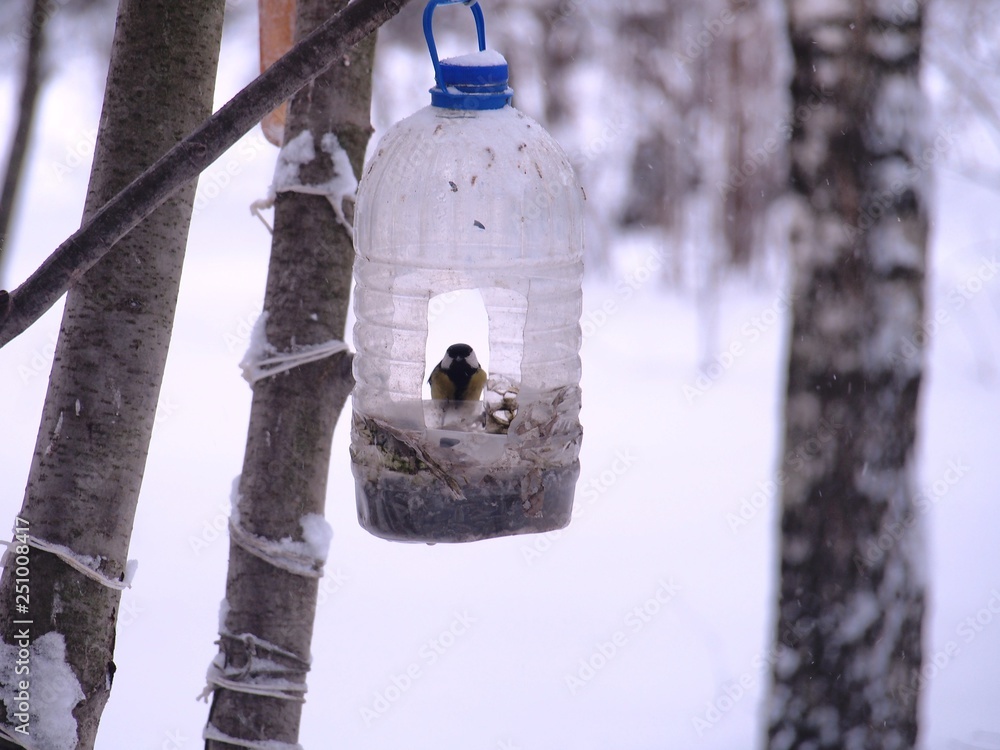 Naklejka premium The titmouse feeds in a feeder made of a transparent plastic bottle.