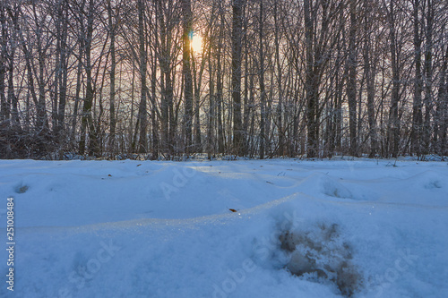 winter city and plants at sunrise