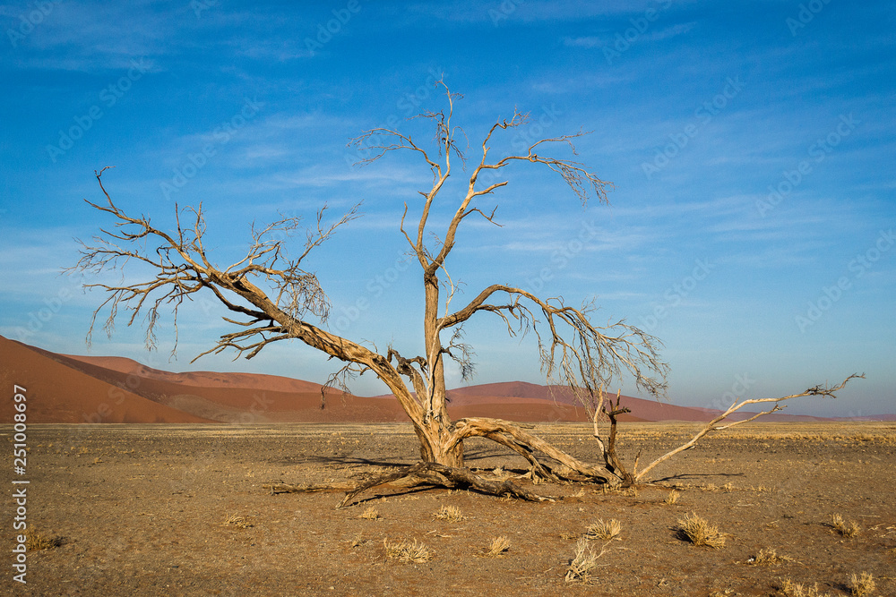 single tree in the desert