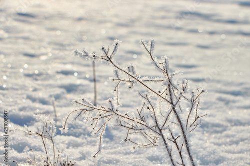 Wallpaper Mural winter city and plants at sunrise Torontodigital.ca