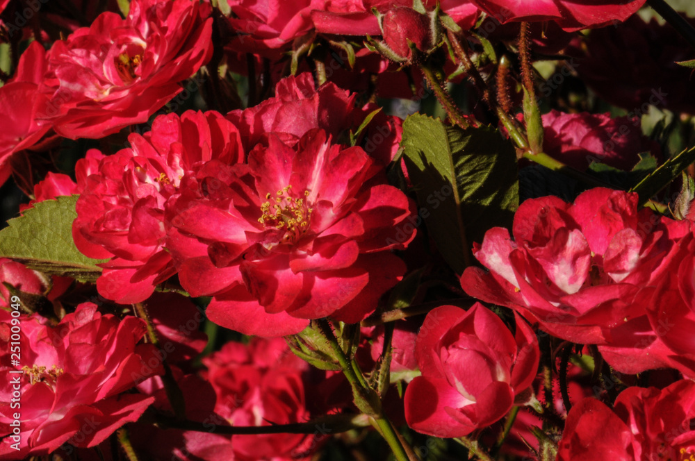 Red roses on a green bush in garden Red roses on a green bush in garden