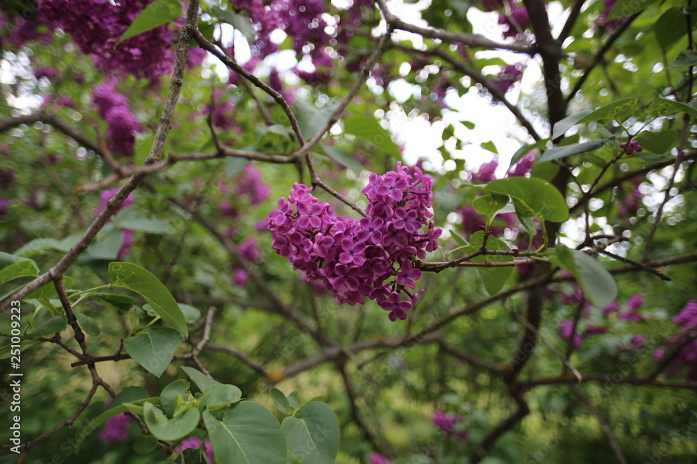 Beautiful tender purple lilac branch of lilac in a botanical garden Kiev Ukraine Beautiful tender purple lilac branch of lilac in a botanical garden Kiev Ukraine