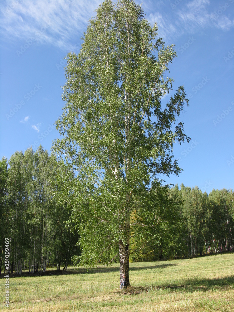 Obraz premium Russian tree береза ландшафт nature одинокое дерево небо sky field summer wood