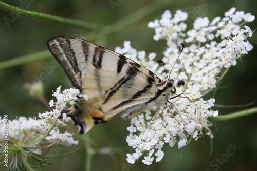 Papilio glaucus  farfalla photo