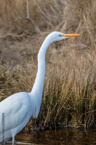 great egret, Ardea alba