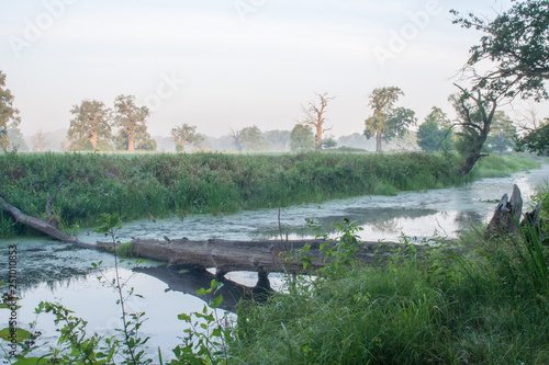 Rogalin Landscape Park - aoxbow lake in the mist before sunrise photo