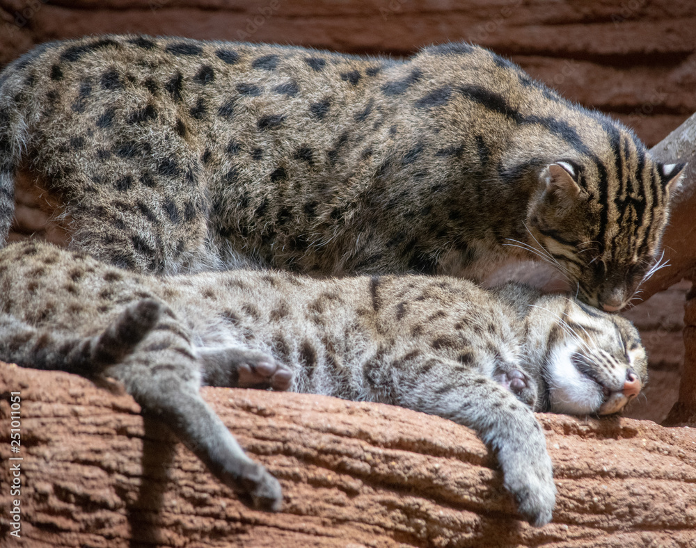 Fototapeta premium Cat at rest