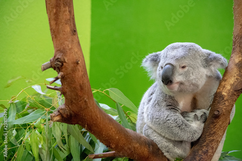 Fototapeta Naklejka Na Ścianę i Meble -  Koala Bear Close up