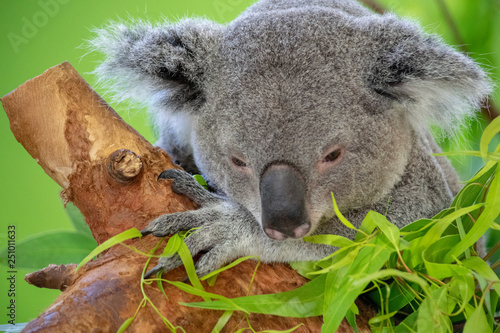 Fototapeta Naklejka Na Ścianę i Meble -  Koala Bear Close up
