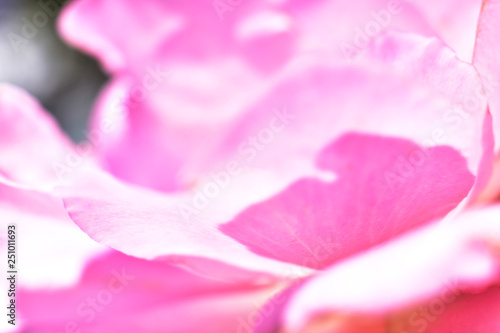 Pink petal