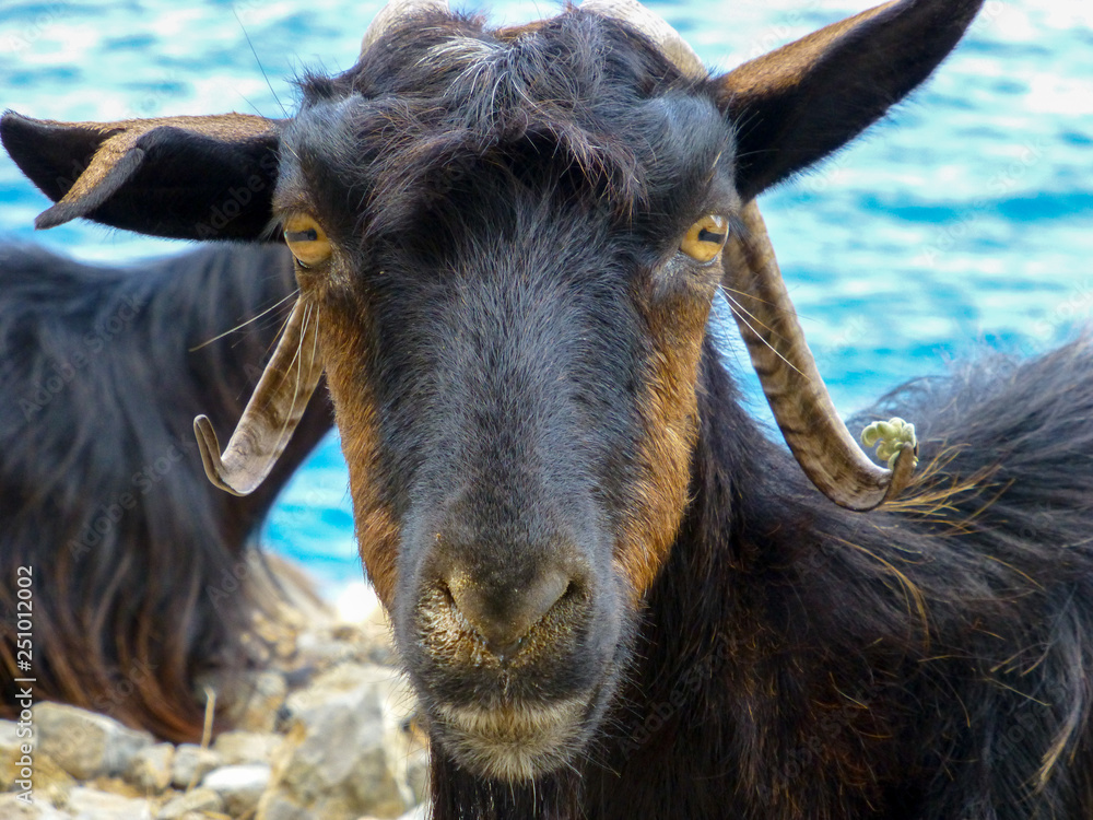Kri-kri wild Cretan goat close up Stock Photo | Adobe Stock