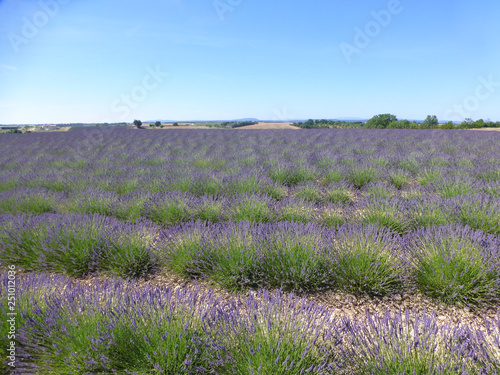 Summer blossoming of lavender fields in Provence near Valensole