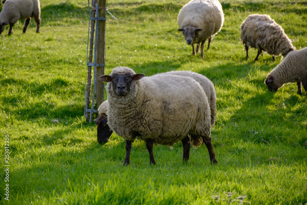 Flock of sheep with lambs in spring garden on young green grass Flock of sheep with lambs in spring garden on young green grass
