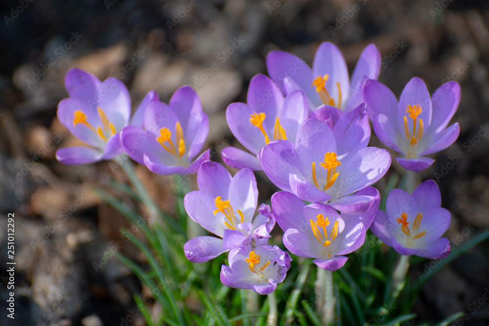 First spring flowers, blossom of purple crocus First spring flowers, blossom of purple crocus