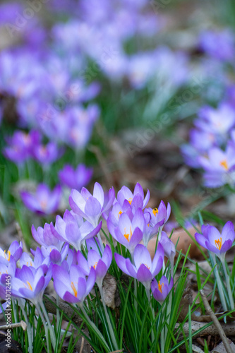 First spring flowers, blossom of purple crocus