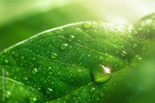 Carta da parati Macro large dew or raindrops on a green leaf, close-up